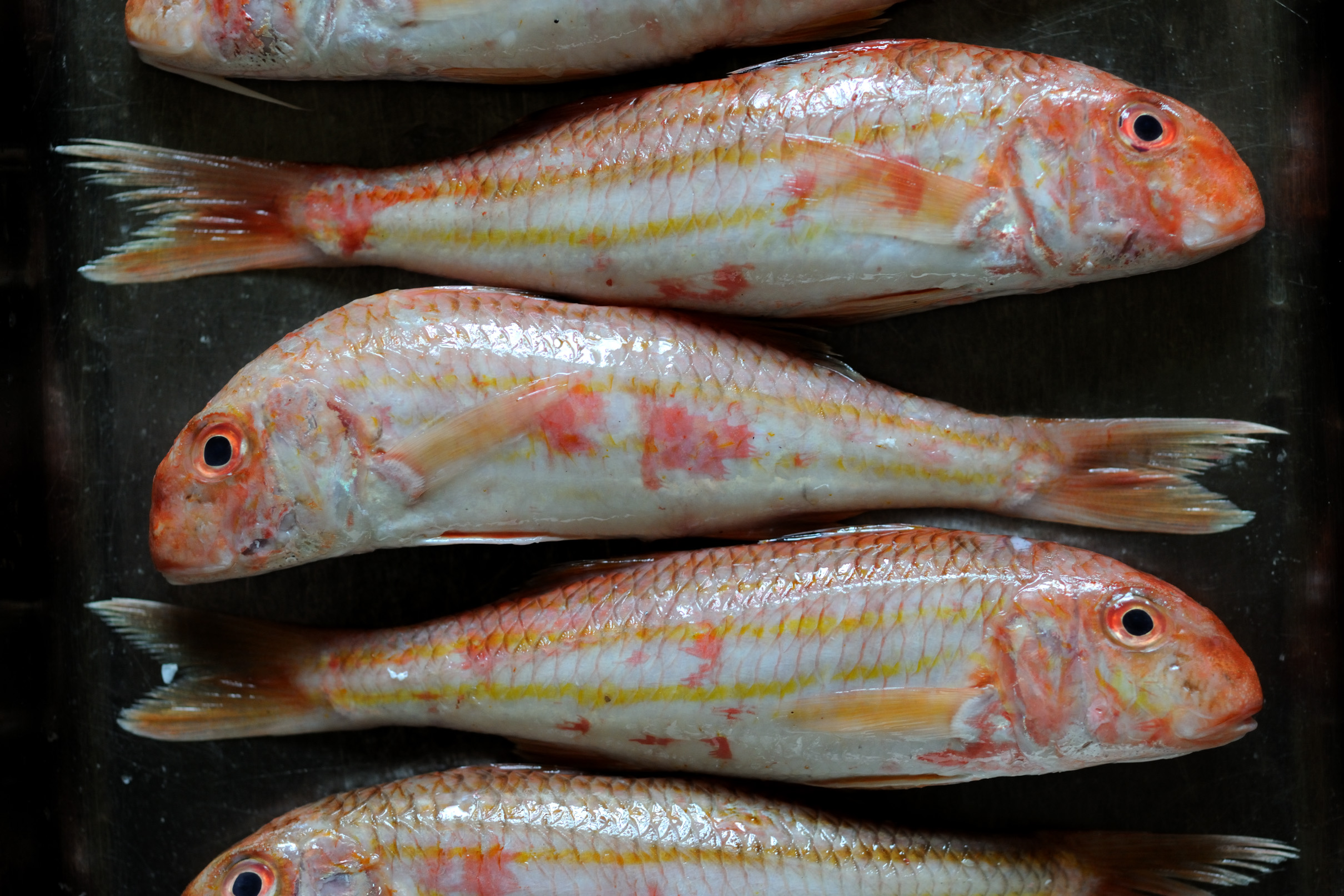 Fish mullet - a small delicacy Fish mullet - a small delicacy