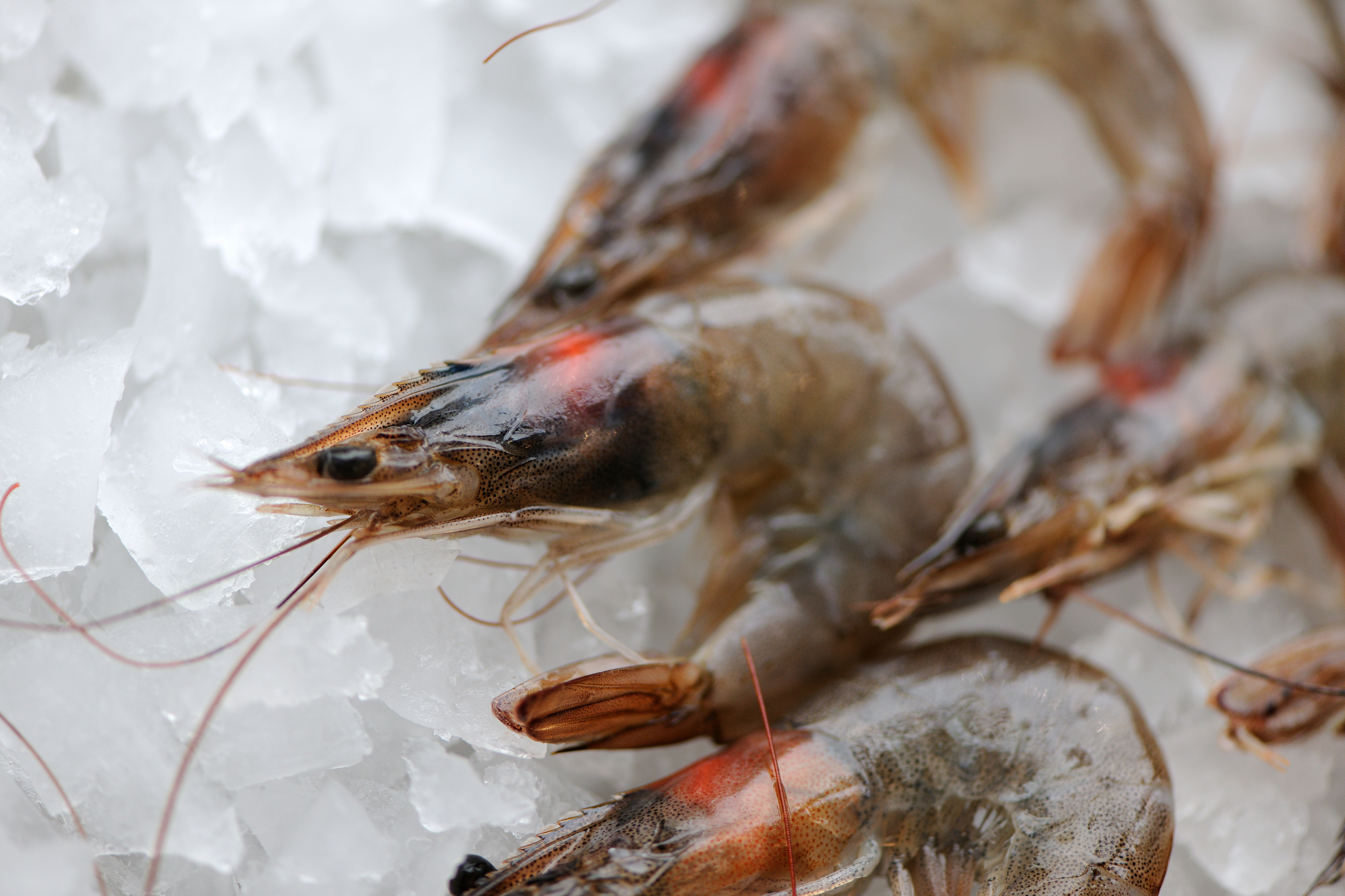 How To Cook Prawns Great British Chefs