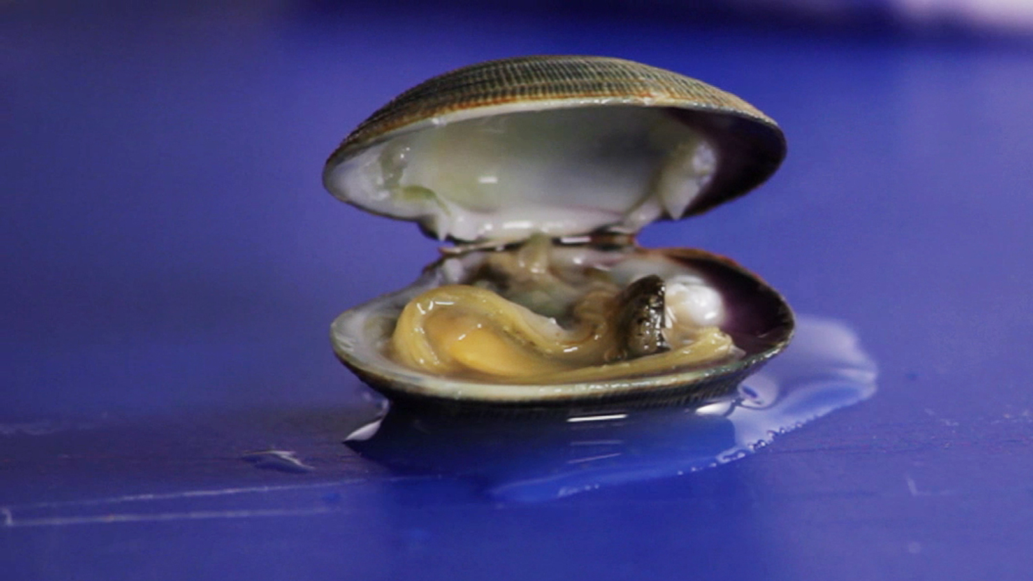 How To Cook Fresh Shelled Clams A Guide To Clam Types And What To Do