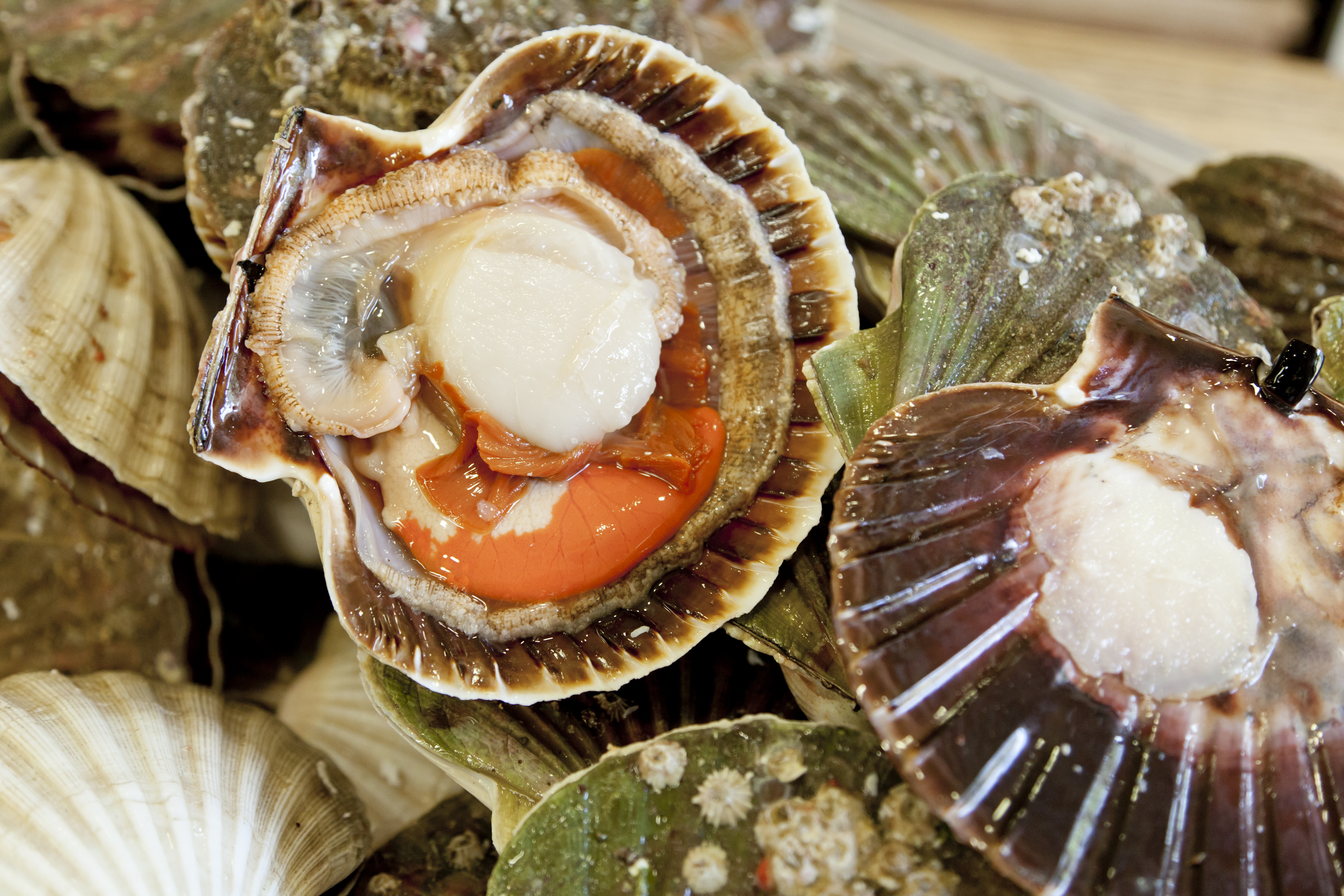 How To Pan Fry Scallops Great British Chefs